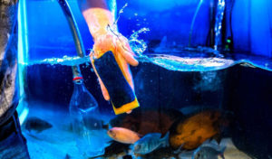 how to sanitize fish tank after disease