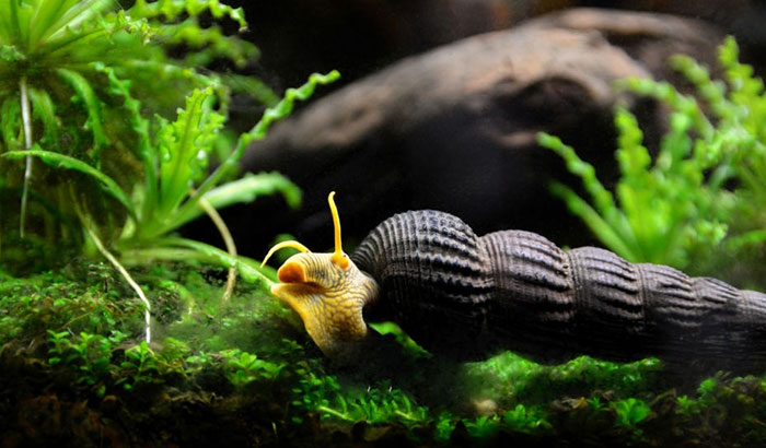 do snails eat fish poop