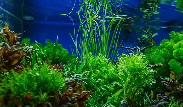 grow aquarium plants from seeds