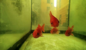 how to clean aquarium glass white residue