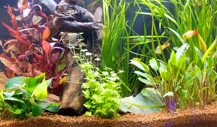 how to grow aquarium plants from seeds