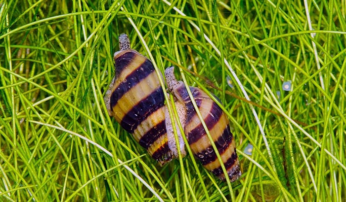 preventing snail infestation