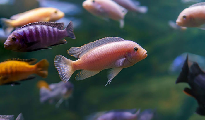 types of cichlids that can live together