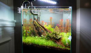 how-to-remove-nitrate-from-aquarium-water