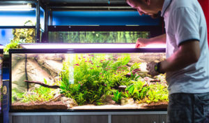 best aquarium bacteria starter