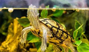 can a turtle live in a fish tank