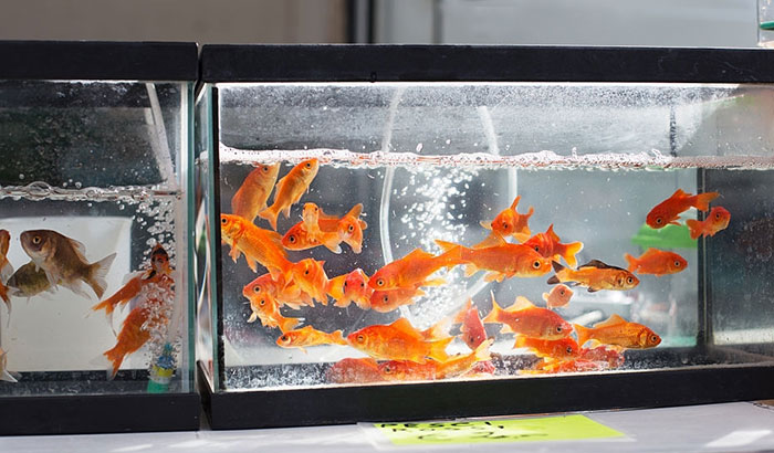 Does a Fish Tank Need an Air Pump - Aquatic Eden
