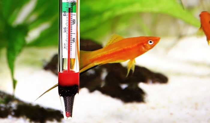 how do i know if my aquarium heater is working?