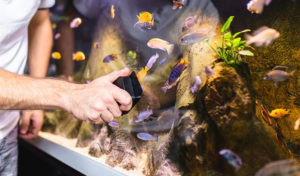 how to clean a fish tank with fish in it