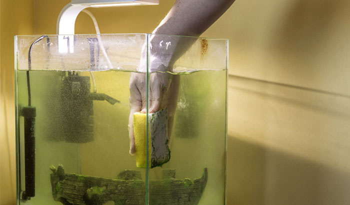 how to clean algae from fish tank glass