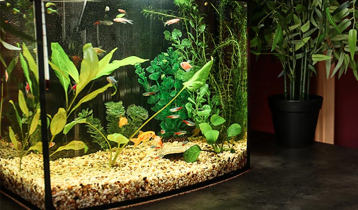 how to get rid of fish tank smell