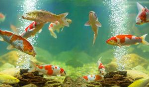 how to lower ammonia levels in fish tank naturally