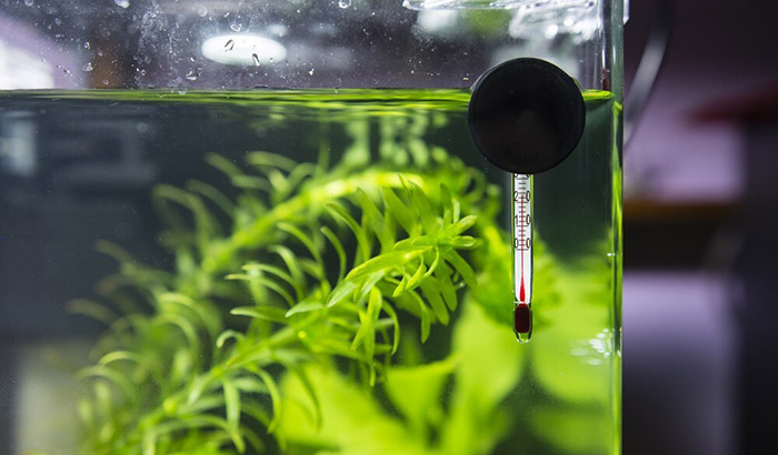 how to read a fish tank thermometer