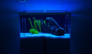 what does blue light in fish tank do