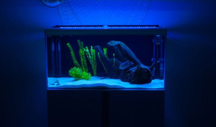 What Does Blue Light in Fish Tank Do - Aquatic Eden