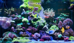 how to lower phosphate in reef tank