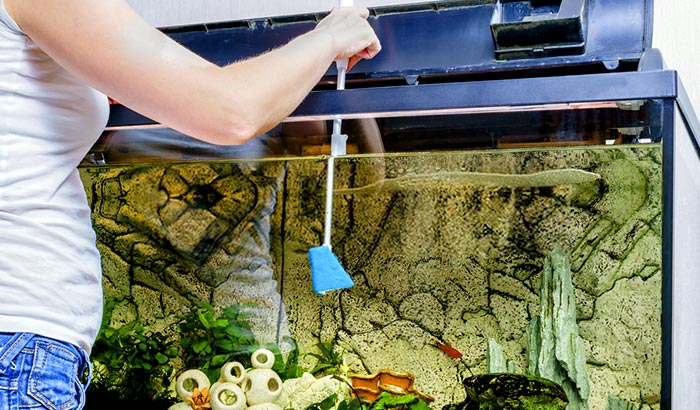 how to sterilize fish tank after fish died