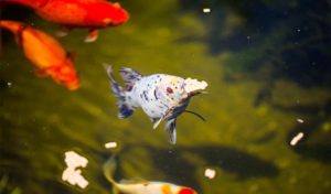 why does a goldfish turn black