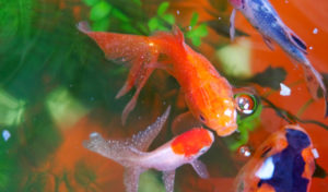 how to get rid of parasites in fish tank