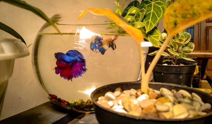 plants can be a betta fish toy