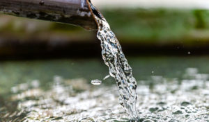 what fish can live in tap water