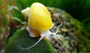 apple snail vs mystery snail