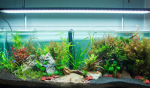 aquarium and grow light tackling the differences