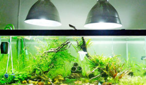 aquarium light vs grow light