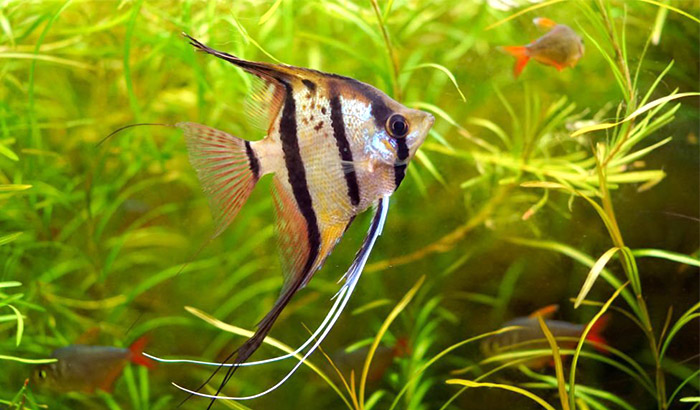 best fish flakes for angelfish