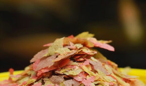 best food for angelfish