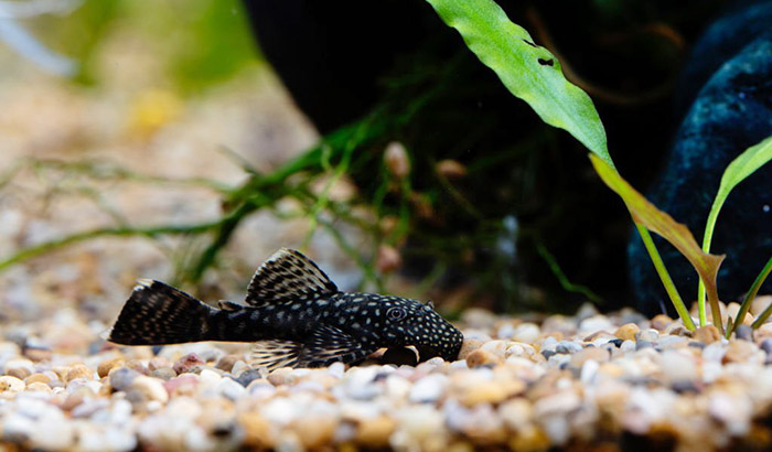 best food for pleco growth