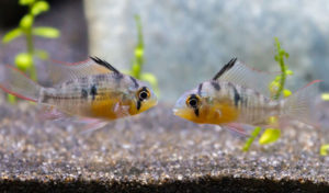 bolivian ram vs german blue ram