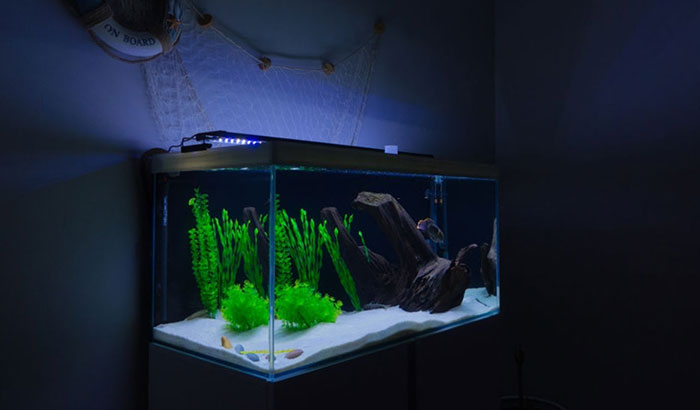 does fish need light at night