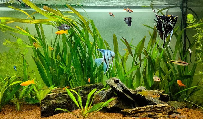 How to Disinfect Aquarium Plants - Aquatic Eden