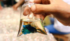 how to transport a betta fish