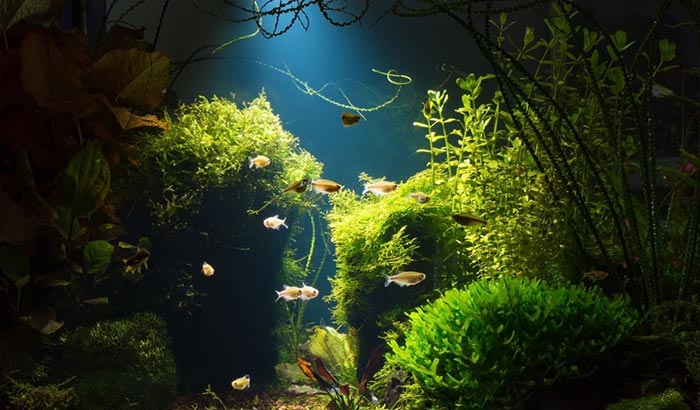 why disinfect aquarium plants