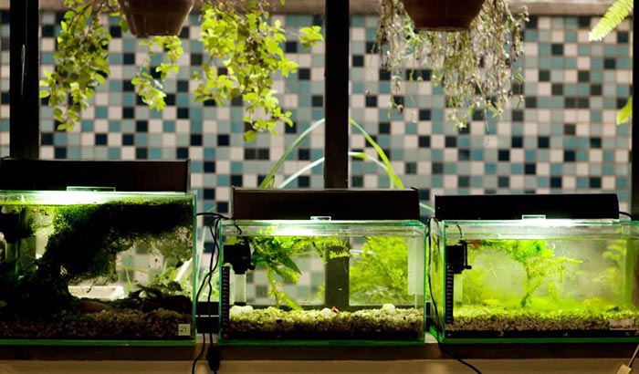 how to quarantine aquarium plants
