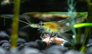 why did my ghost shrimp die