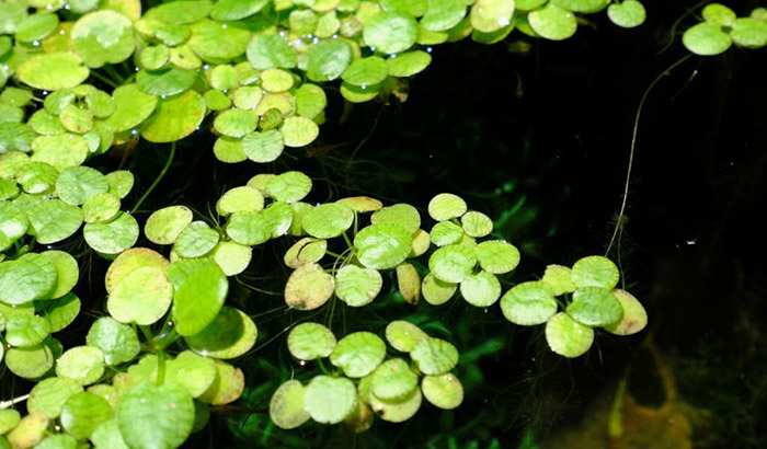 difference between duckweed and frogbit