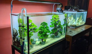 fertilize-aquarium-plants