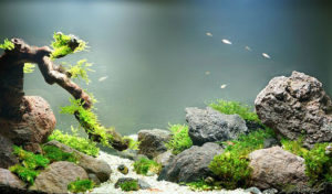 how to attach java fern to rock