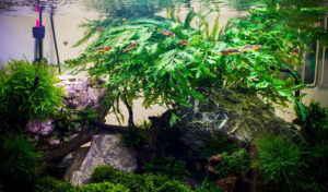 how-to-fertilize-aquarium-plants-naturally