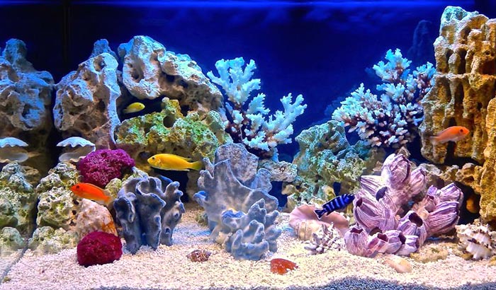 How to Lower Calcium in Reef Tank: 3 Practical Methods - Aquatic Eden