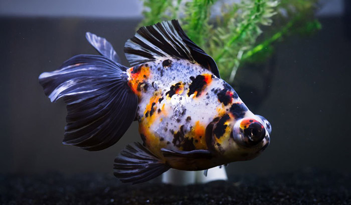 how to treat popeye in cichlids