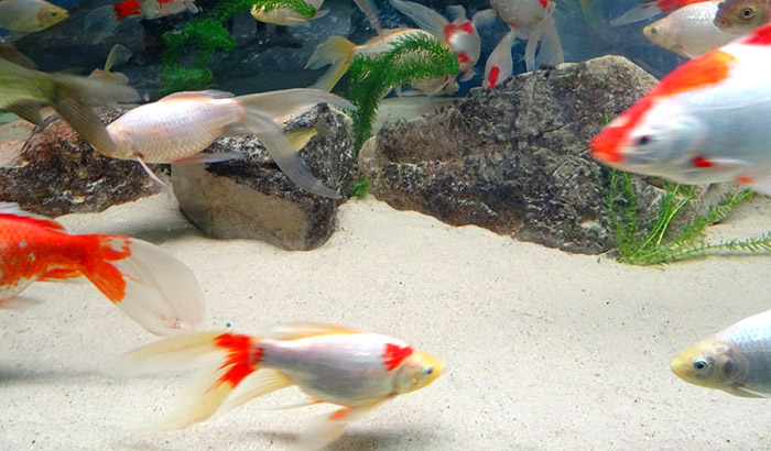 how to clean sand in fish tanks