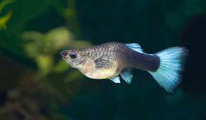 mosquito fish vs guppy