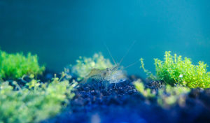 whisker shrimp vs ghost shrimp