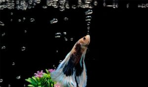 why do bettas make bubbles