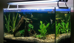 how to lower alkalinity in fish tank