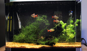 how to lower kh in fish tank